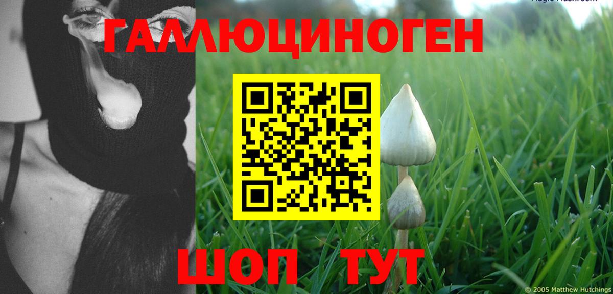 Псилоцибиновые грибы Psilocybe Екатеринбург